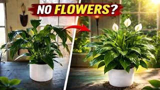 Thumbnail: How to Make a Peace Lily Bloom Again (3 Simple Steps)