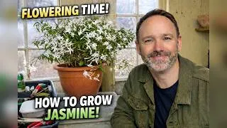 Thumbnail: 11 Months Waiting - Then THIS Happened 🌼 Winter Jasmine Flower Time” Jasminum Polyanthum White Star🌟
