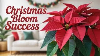 Thumbnail: The Secret to Getting Poinsettia to Rebloom for Christmas