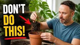 Thumbnail: Repotting Water-Propagated Monstera Cuttings - Don't Do This!