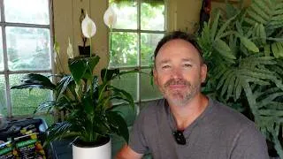 Thumbnail: Advanced Peace Lily Watering - Beyond The Basics