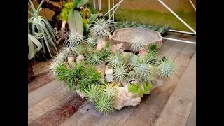 Thumbnail: These Amazing Houseplants Grow Without Soil! (Best Air Plants To Grow Inside)