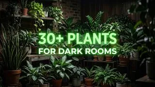 Thumbnail: Best Houseplants for Dark Rooms (Low Light Plant Compilation)