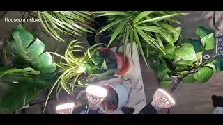 Thumbnail: Grow Light Review for Indoor Plants | Best Grow Lights For Houseplants