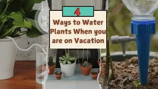 Thumbnail: 4 Life Saving Plant Watering Hacks for Your Next Vacation!