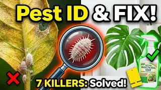 Thumbnail:  Are These 7 Tiny Bugs Quietly Killing Your Indoor Plants?