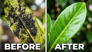 Thumbnail: How to Clean Sooty Mold Off Your Plants