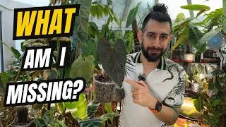 Thumbnail: Why Your Houseplants Aren’t Growing… And What to Check Before Changing Anything 😬🌿