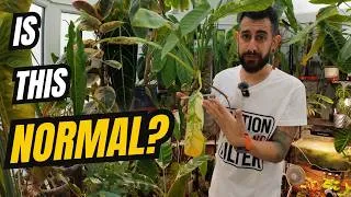 Thumbnail: That Yellow Leaf Might NOT Mean Your Plant Is Dying 😳🌿 Here’s What It’s Actually Telling You