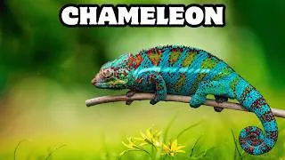Thumbnail: How Does a Chameleon Work? | Color-Changing Secrets