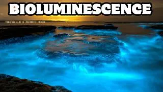 Thumbnail: How Does Bioluminescence Work? | Glow in the Dark Nature