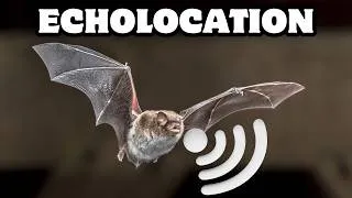 Thumbnail: How Does Echolocation Work? | See with Sound