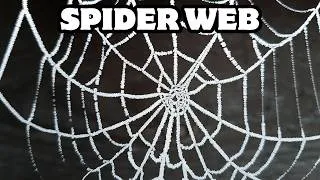 Thumbnail: How Does a Spider Web Work?
