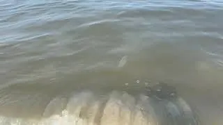 Thumbnail: Jellyfish invade Rehoboth Beach Delaware (August 12, 2026)