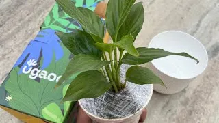 Thumbnail: I Ordered a Peace Lily from Amazon 😲 | Unboxing & First Look | Is It Worth Buying?