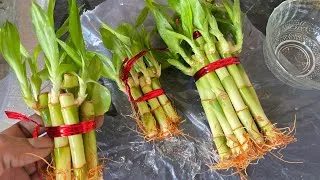 Thumbnail: I Ordered Ugaoo Lucky Bamboo from Amazon 😲 | Real vs Online Plant