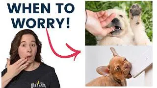 Thumbnail: Puppy Behaviors Normal or Not?