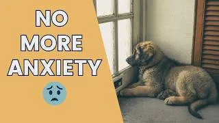 Thumbnail: Puppy Separation Anxiety or Normal Behavior