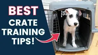 Thumbnail: Puppy Crate Training Made Easy