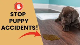 Thumbnail: The Puppy Potty Training Secret You Need