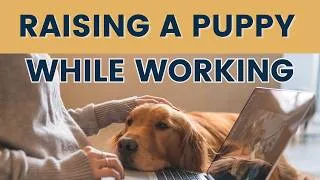 Thumbnail: Raising a Puppy While Working Full Time