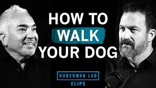 Thumbnail: How to Walk Your Dog | Cesar Millan & Dr. Andrew Huberman