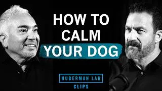 Thumbnail: How to Calm an Anxious Dog | Cesar Millan & Dr. Andrew Huberman