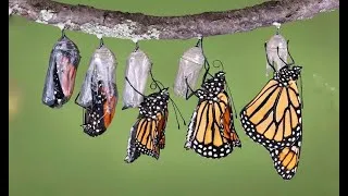 Thumbnail: The Monarch Butterfly's Spectacular Emergence || REAL TIME || HUGS OF LIFE