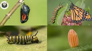 Thumbnail: Life cycle of Monarch Butterfly 4k HD ||  From eggs to full grown butterflies  #butterflylifecycle 