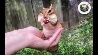 Thumbnail: Watch the story of friendship unfold between a chipmunk and his favourite human || By Hugs Of Life