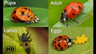Thumbnail: Life cycle of a Ladybug HD || Ladybug life cycle || From eggs to adults || By Hugs of life ||