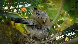 Thumbnail: Dove bird feeding her baby || by Hugs of life