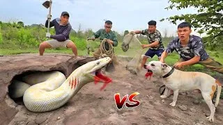 Thumbnail: Brave Experts Catch Giant White Snake With Their Hands