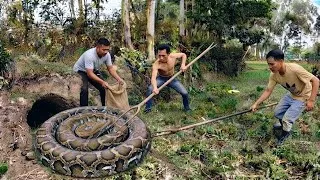 Thumbnail: Brave Experts Used Detectors To Catch Giant Pythons