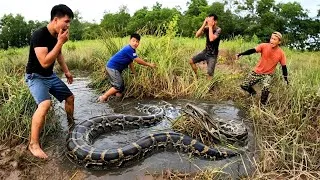 Thumbnail: Brave Experts Used Detectors To Catch 2 Giant Pythons