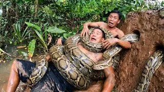 Thumbnail: Brave Expert Catch Giant Golden Pythons With His Bare Hands