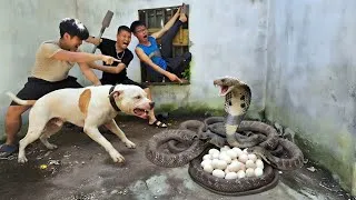 Thumbnail: Brave Hunters Catch 100 Ferocious Giant Cobras With Their Bare Hands