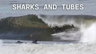 Thumbnail: Why GREAT WHITE SHARKS are back in SOCAL