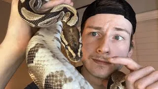 Thumbnail: Should You Get a Ball Python? - The Simple Answer