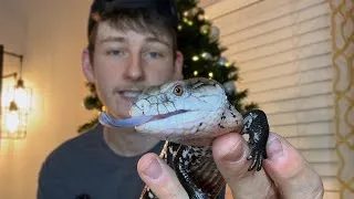 Thumbnail: Blue Tongue Skink Care Guide in 7 Minutes: Everything You Need to Know!