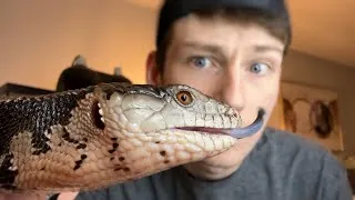Thumbnail: Building a Blue Tongue Skink Enclosure on a Budget!