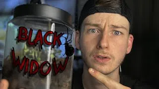 Thumbnail: Bioactive Black Widow Enclosure: She Escaped!