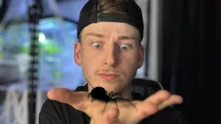 Thumbnail: One of the World’s Most Deadly Spiders: BLACK WIDOW ENCLOSURE