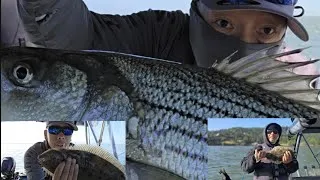 Thumbnail: California Halibut and Striper Fishing | Drifting live Anchovies#J&Pbait#SF#bayarea#halibut#striper