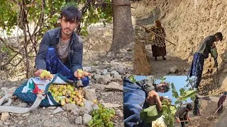 Thumbnail: Sweet Mountain Reward! Picking Wild Figs & Excavating the House Floor 🍃🪨