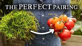 Thumbnail: The Magic of Grass Under Tomato Plants (Big Harvests)