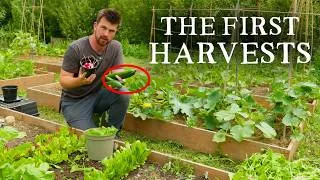 Thumbnail: Weighing The First Harvests From My 6-Bed Micro Self-Sufficiency Garden (& More Plantings)