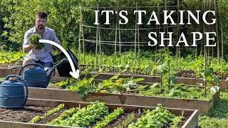 Thumbnail: Heatwave Prep, Pest Pressure & More Planting in the Micro Self-Sufficiency Garden