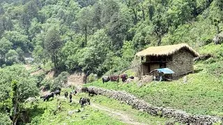 Thumbnail: A PEACEFUL Rainy Day in the Nepali Mountains 🌧️ | IamSuman