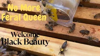 Thumbnail: Beekeeping : A Beautiful Black Queen Bee.